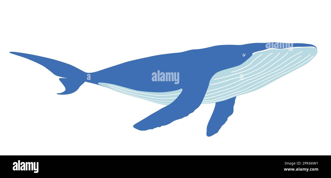 Vector Whale Flat Illustration isolato su uno sfondo bianco. Illustrazione Vettoriale
