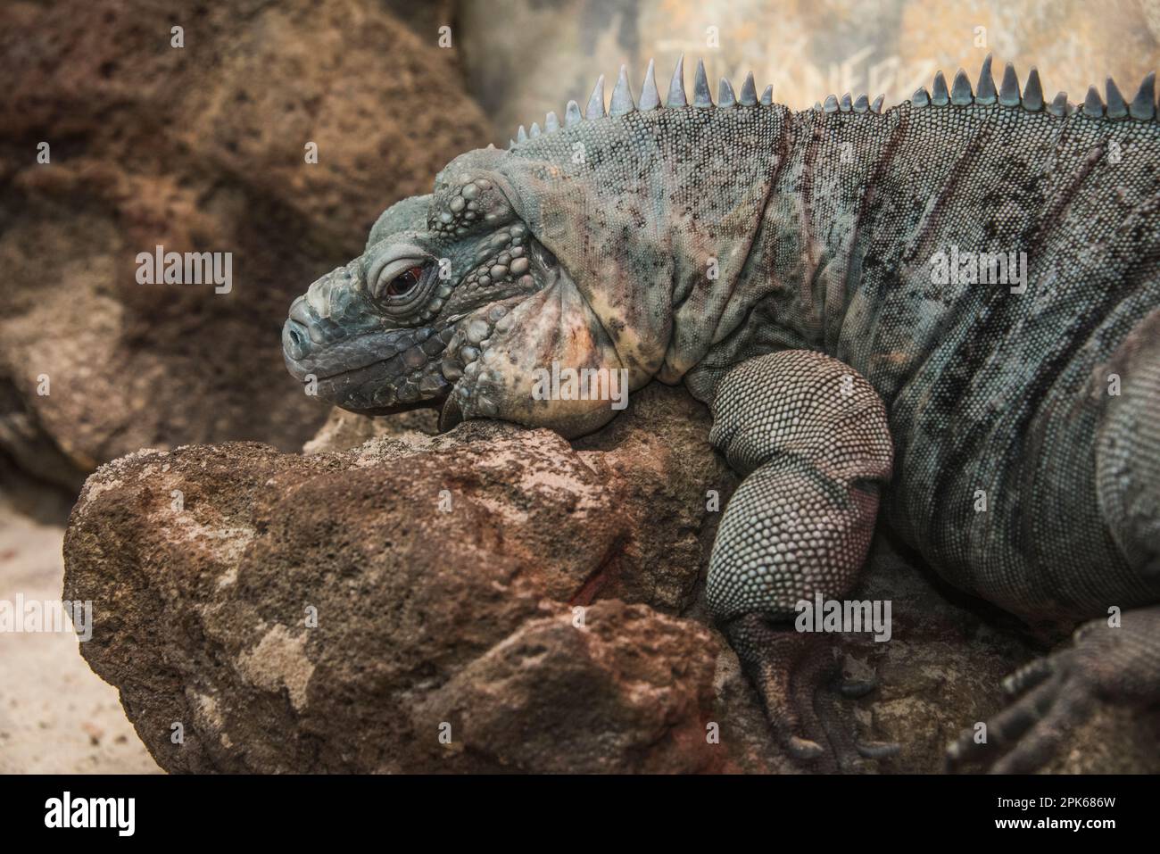 Una lucertola, prigioniera a rischio di estinzione dell'isola di Cayman, poggia su una roccia nello zoo nazionale di Washington, DC, USA. Foto Stock