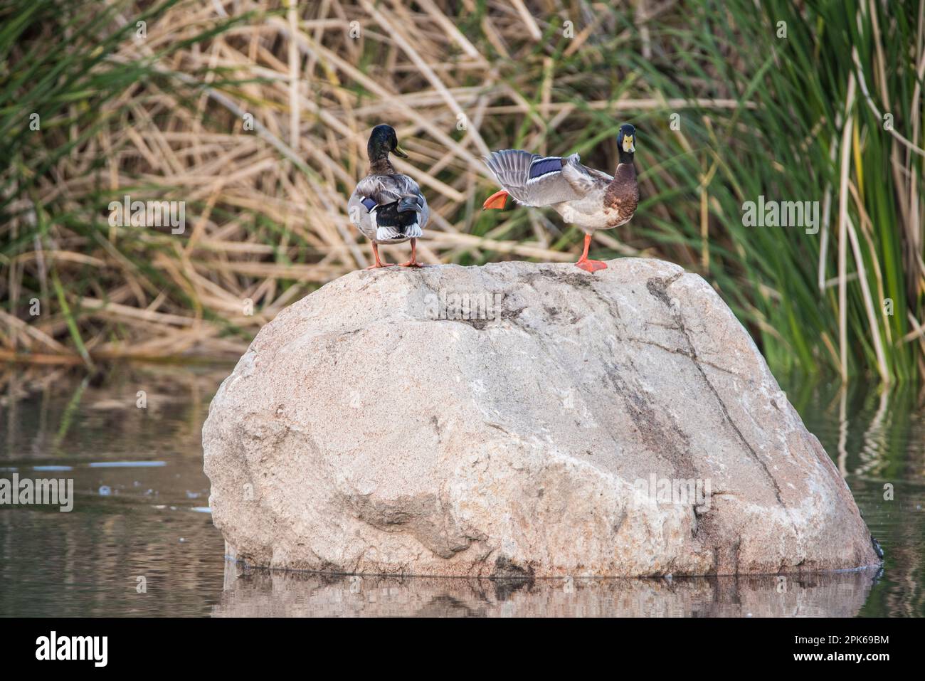 Due drappi di mallo adulti preen e riposano su un grande masso in un paesaggio faunistico adatto per l'arte, identificazione. Sweetwater Wetlands, Tucson, Stati Uniti Foto Stock