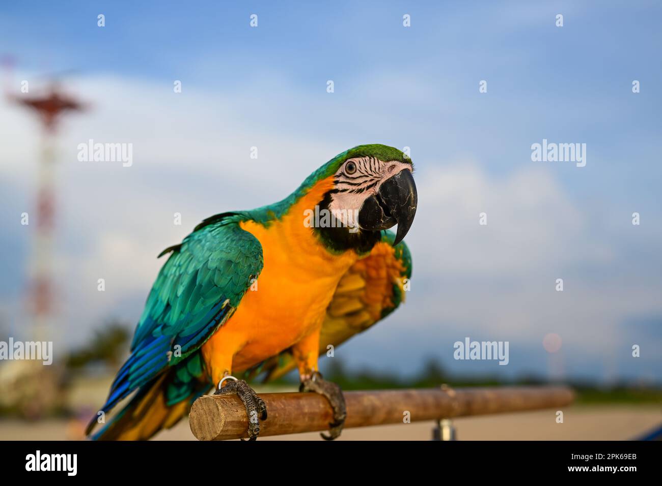 Macaw blu e giallo sulla bellissima spiaggia Foto Stock
