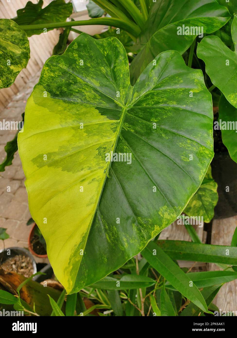 Primo piano della bellissima foglia verde e gialla variegata di Alocasia Gageana Aurea Foto Stock