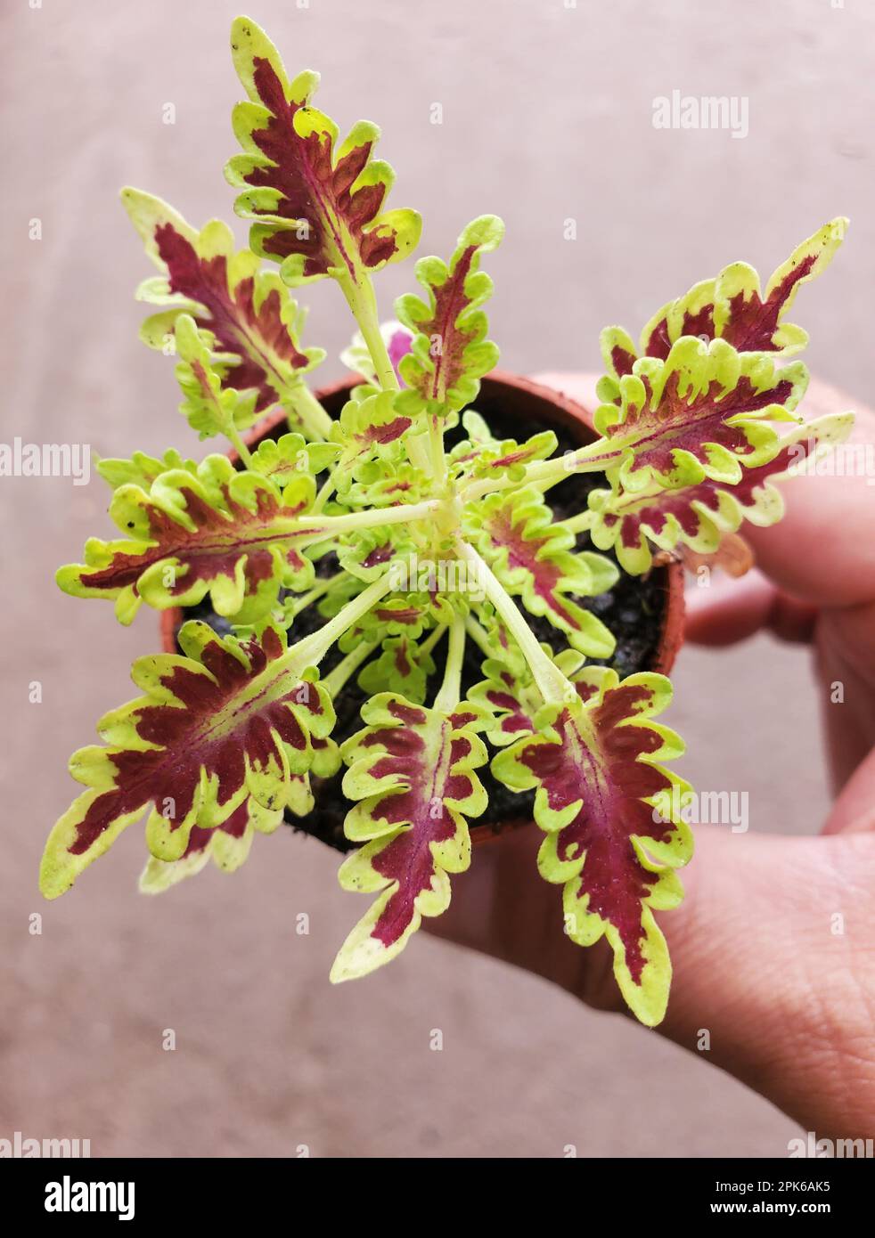Primo piano di una pianta di coleo in miniatura con foglie rosse e verdi Foto Stock