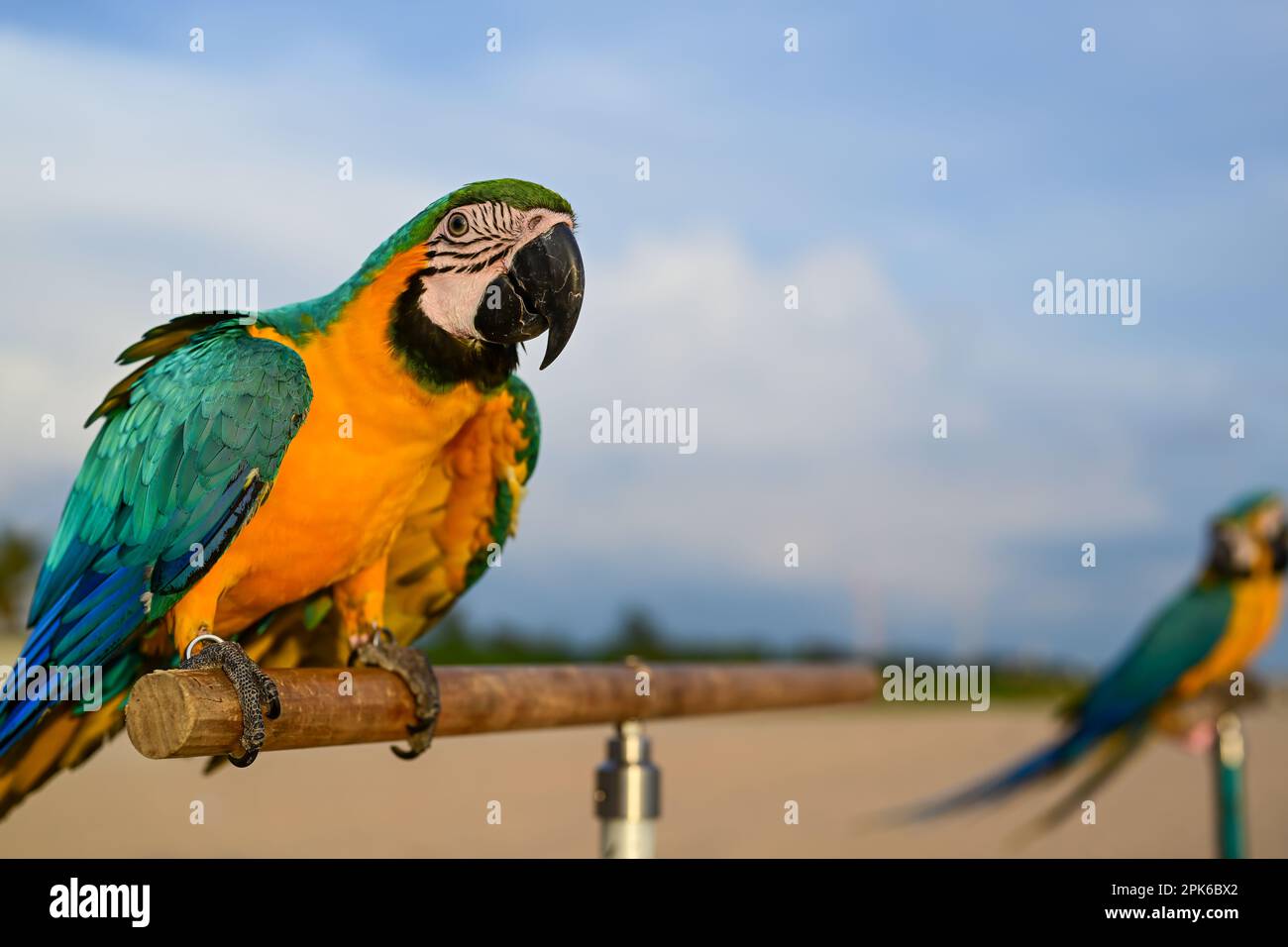 Macaw blu e giallo sulla bellissima spiaggia Foto Stock