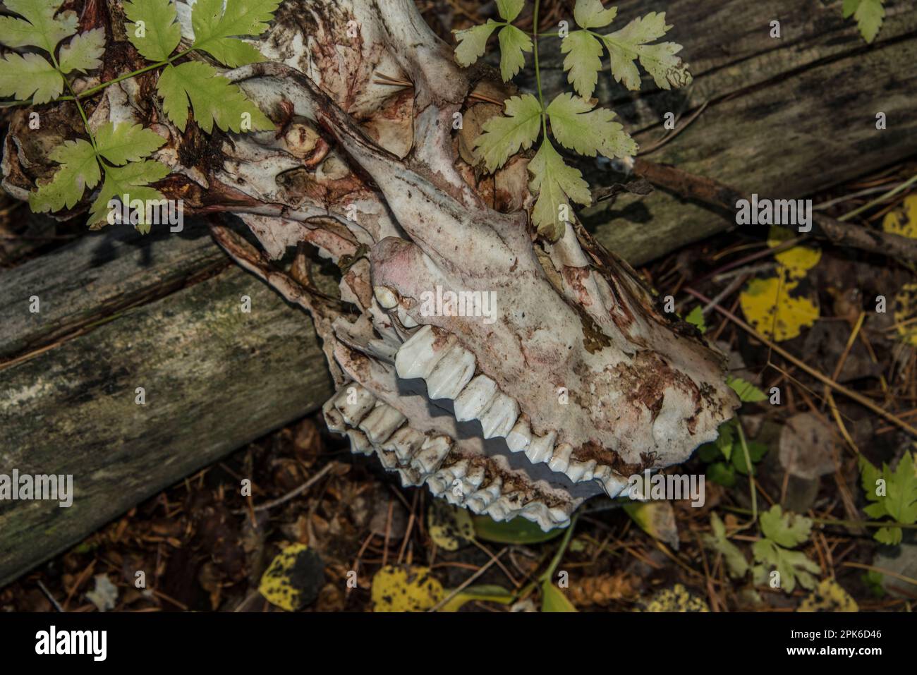 Mascella superiore e cranio di buca di cervo mulo naturalmente morto, scienza ed educazione, Grand Teton National Park, Wyoming, USA Foto Stock