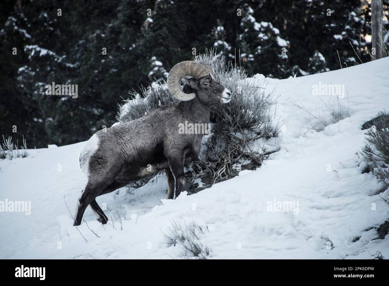 Le pecore delle montagne rocciose dei bighorn si innervosiscono al freddo invernale e alla neve cercando di sopravvivere in tempi migliori. Madison River, Montana, Stati Uniti Foto Stock