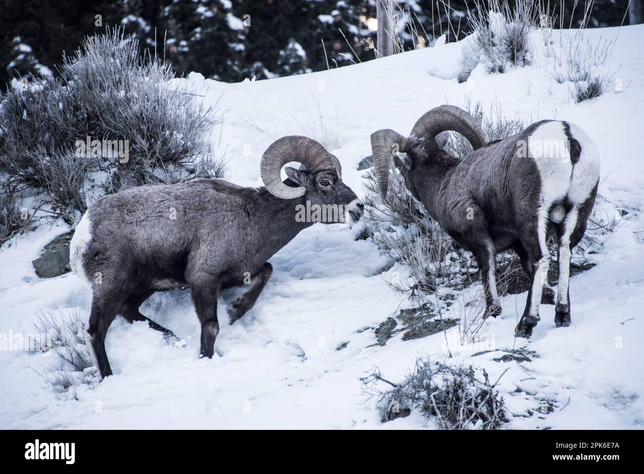 Le pecore delle montagne rocciose dei bighorn si innervosiscono al freddo invernale e alla neve cercando di sopravvivere in tempi migliori. Madison River, Montana, Stati Uniti Foto Stock