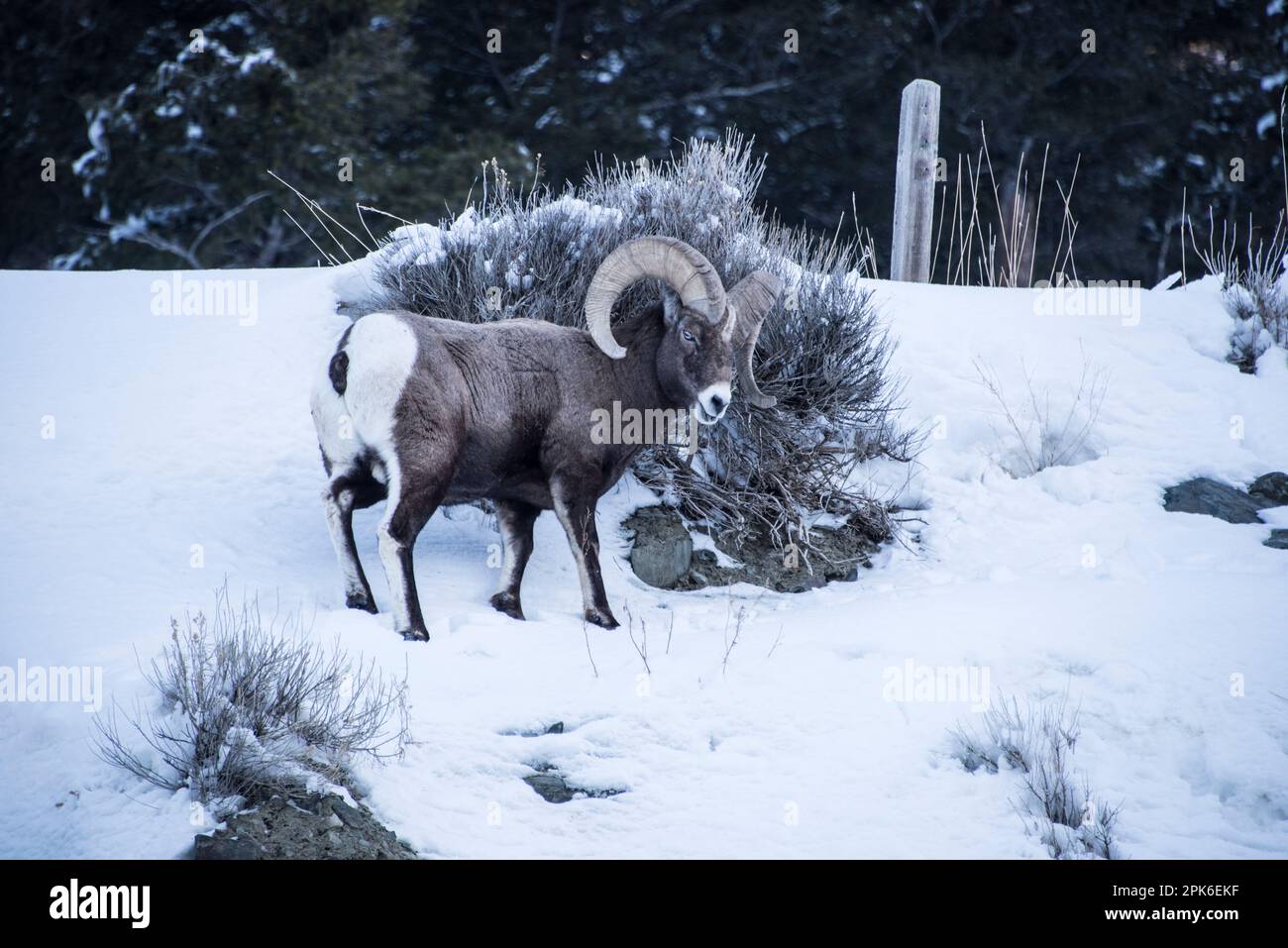 Le pecore delle montagne rocciose dei bighorn si innervosiscono al freddo invernale e alla neve cercando di sopravvivere in tempi migliori. Madison River, Montana, Stati Uniti Foto Stock