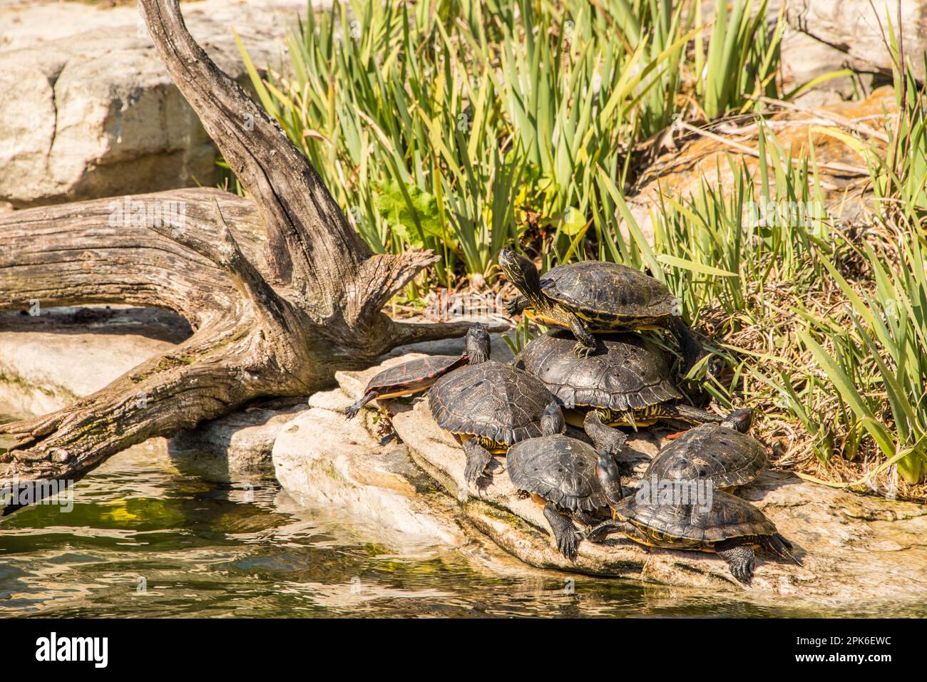 Un mucchio di tartarughe con orecchie rosse e decorazioni gialle che prendono il sole allo zoo nazionale di Washington, DC, USA Foto Stock