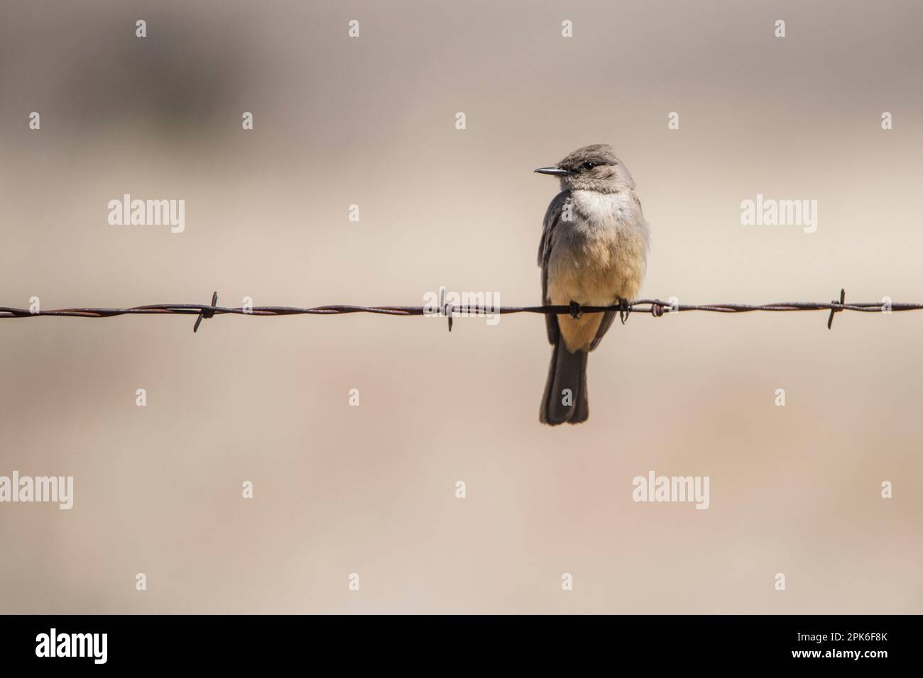 Un adulto Say's phoebe appollaiato su una recinzione di filo spinato, Arizona, USA Foto Stock