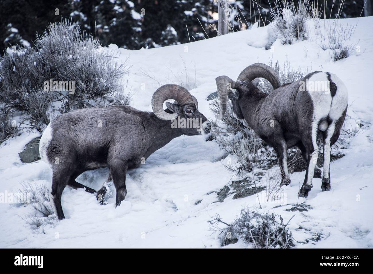 Le pecore delle montagne rocciose dei bighorn si innervosiscono al freddo invernale e alla neve cercando di sopravvivere in tempi migliori. Madison River, Montana, Stati Uniti Foto Stock