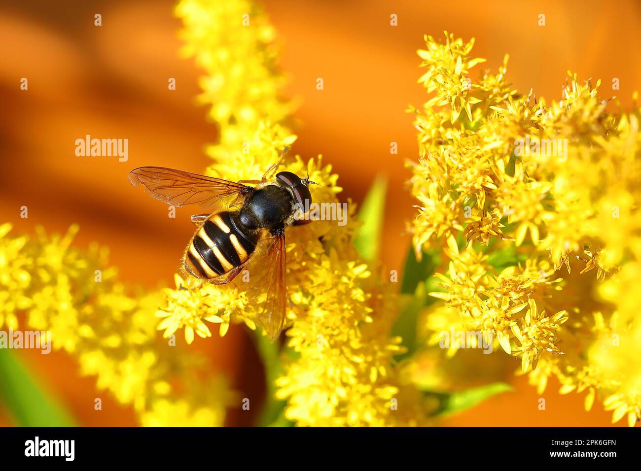 Mosca di torba con bande gialle (Sericomyia silentis), che raccoglie nettare da un fiore giallo di goldenrod (Solidago), Wilden, Renania settentrionale-Vestfalia, Germania Foto Stock