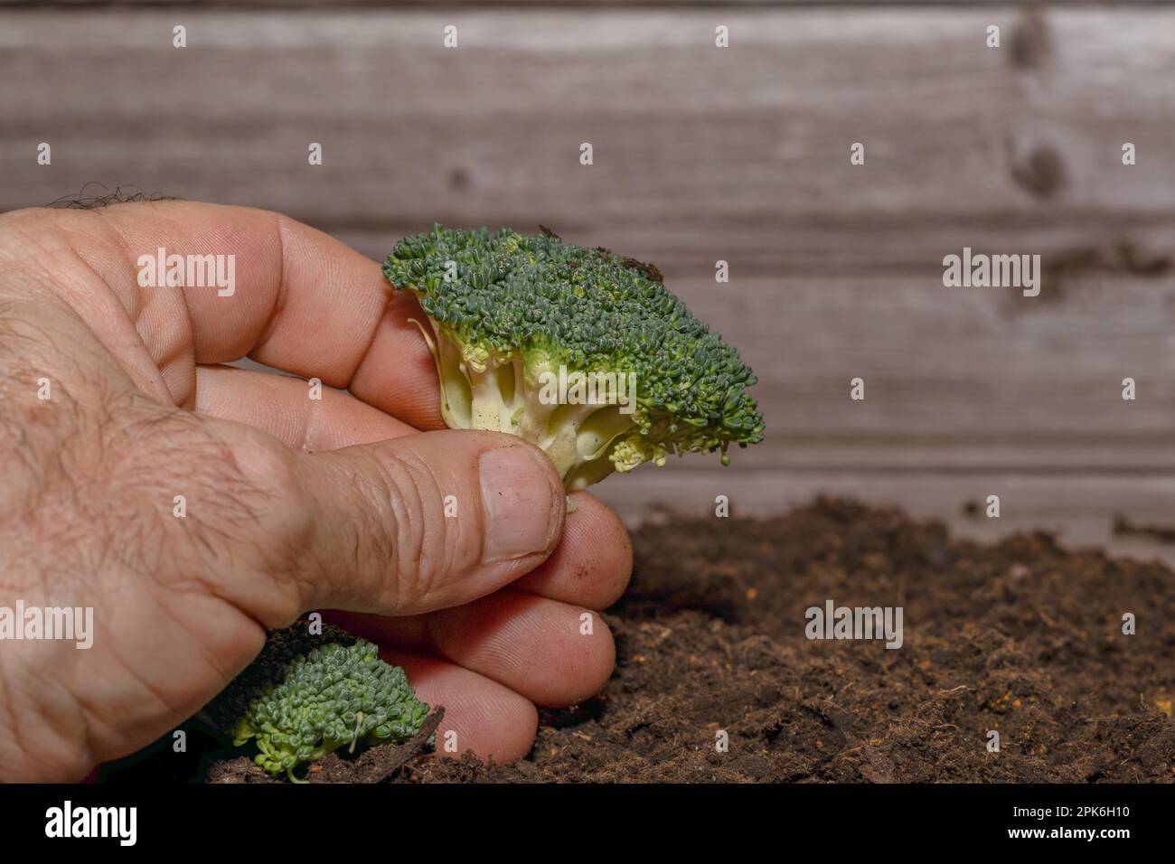 Primo piano della mano di mans che tiene broccoli Foto Stock