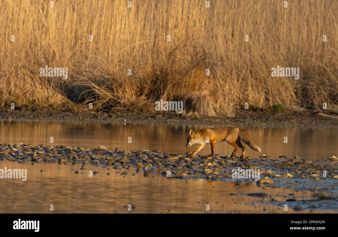 Volpe rossa (vulpes vulpes), luce del mattino, passeggiate, acqua, bassa Austria Foto Stock