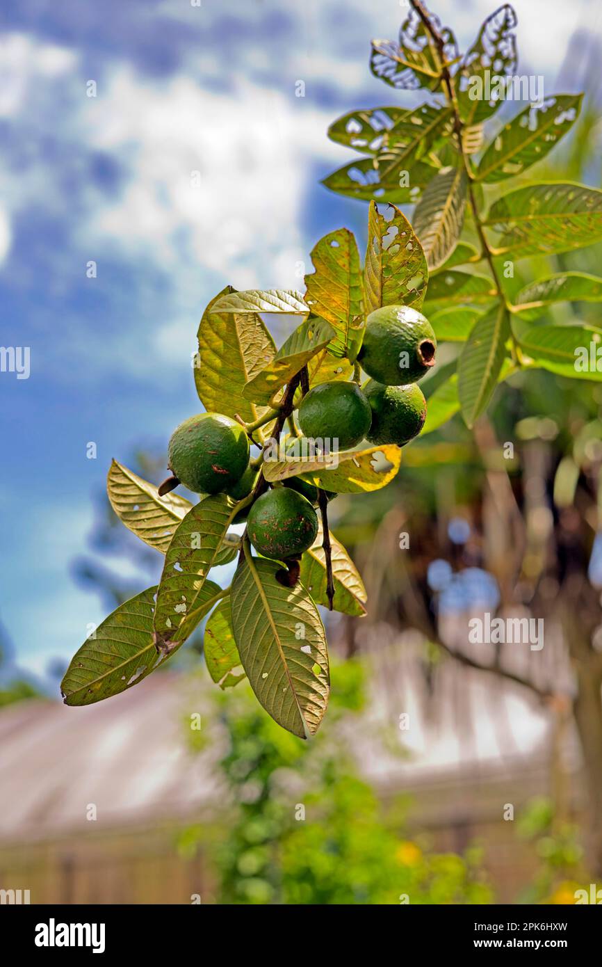 Guava comune (Psidium guajava), fotografia di cibo, Mauritius Foto Stock