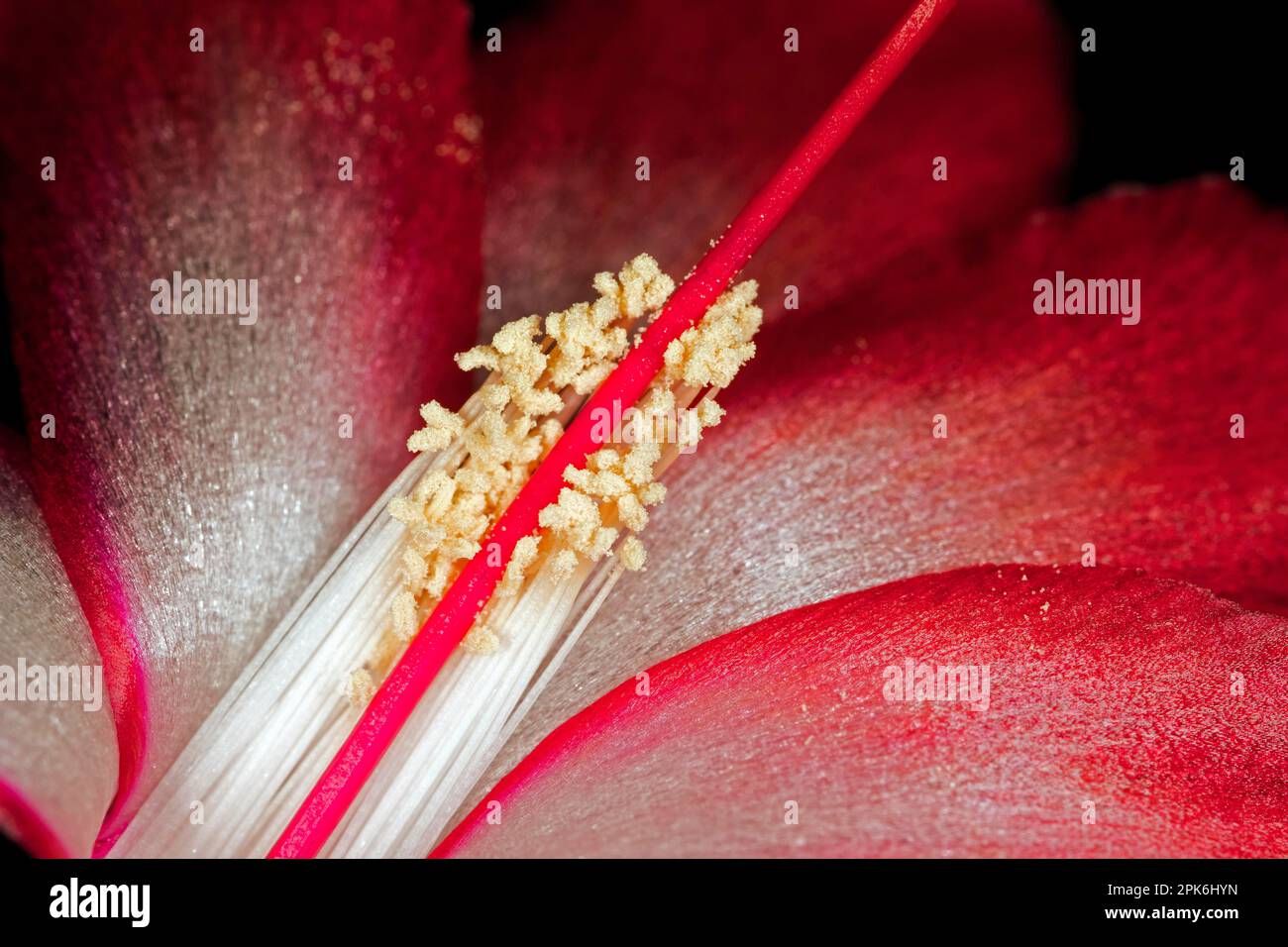 Fiore rosso di una Schlumbergera della famiglia dei cactus (Cactaceae), con resistenza (tamina), fotografia in studio con sfondo nero Foto Stock