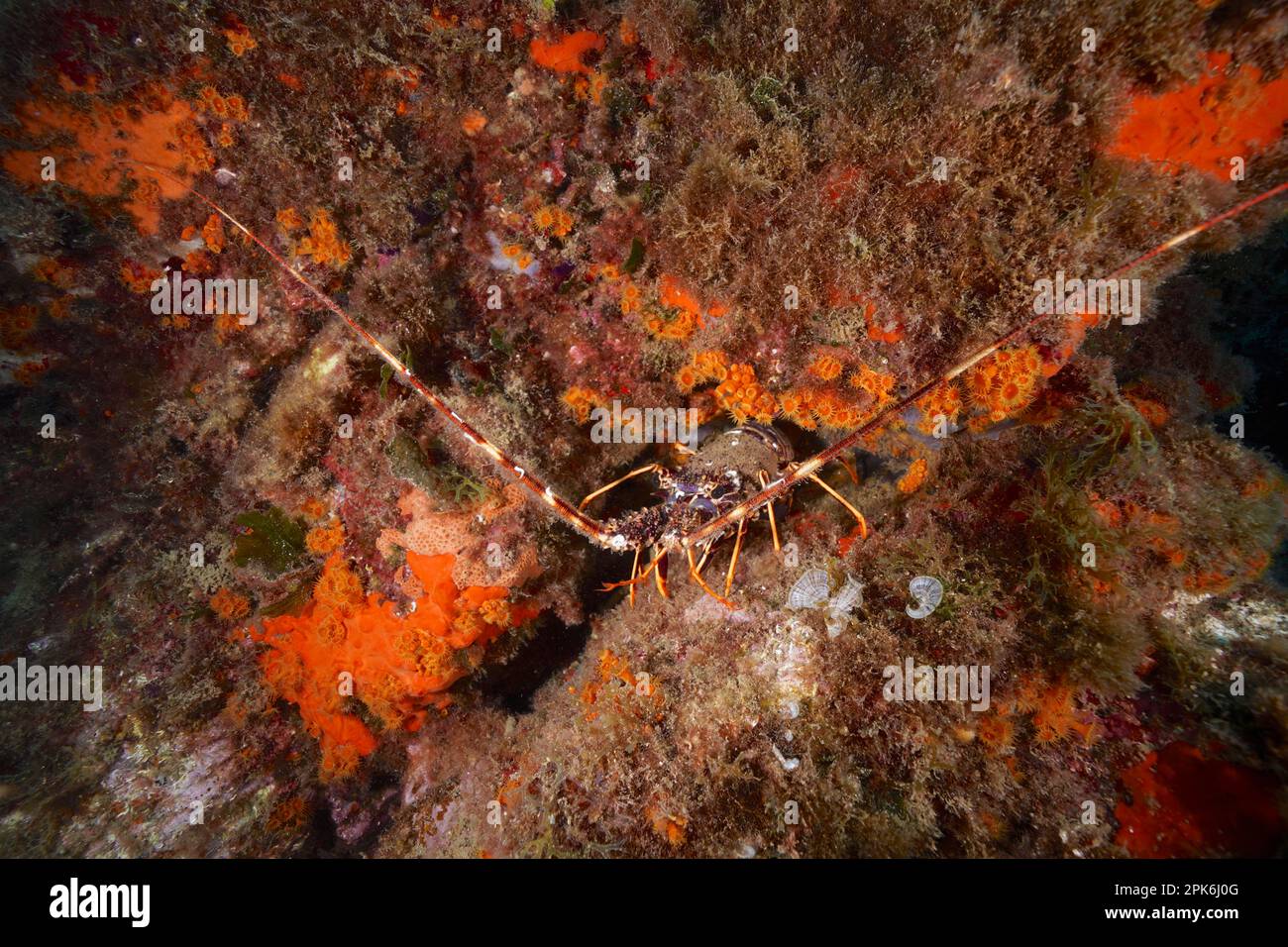 Gamberi d'acqua piovana europei (Palinurus elephas), sito di immersione Riserva marina Cap de Creus, Rosas, Costa Brava, Spagna, Mar Mediterraneo Foto Stock