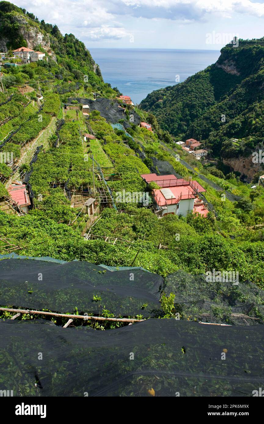 Limoneti con alcuni alberi protetti con reti da luce solare eccessiva e da scottature solari, Baia di Salerno, nei pressi di Amalfi, Campania, Italia Foto Stock