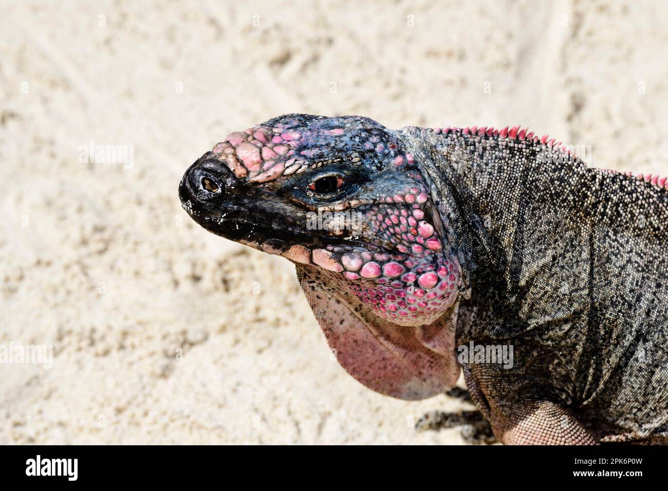 Rock Iguana (Cyclura cychlura inornata) su Allens Cay, Exuma Cays, Bahamas Foto Stock