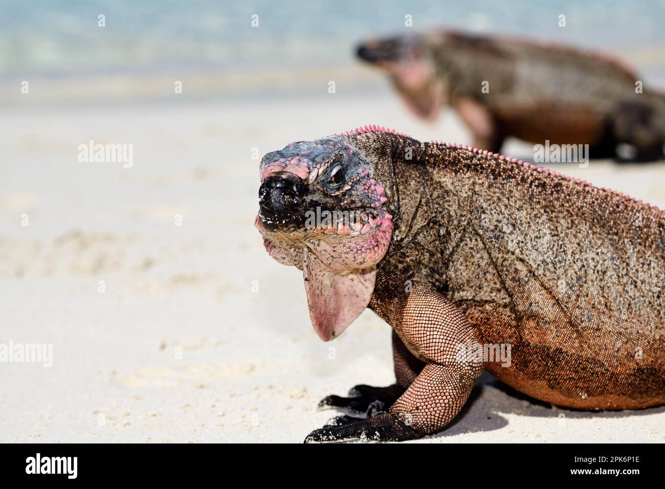 Rock Iguanas (Cyclura cychlura inornata) su Allens Cay, Exuma Cays, Bahamas Foto Stock