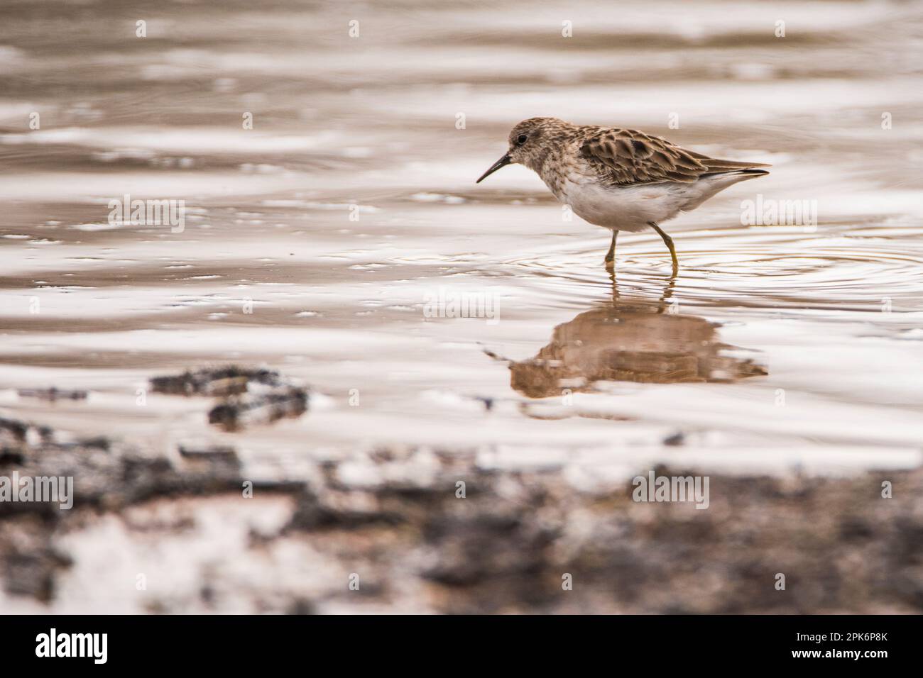 A Least sandpiper shorebird Wading in water, with Reflection, good for Identification, Gilbert, Arizona, USA Foto Stock