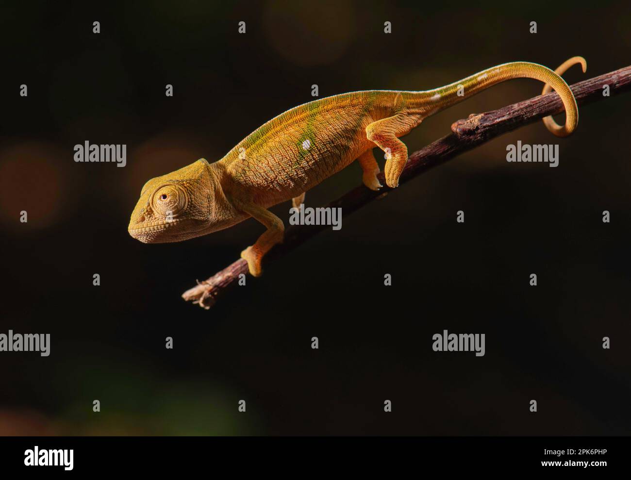 Un giovane camaleonte di parson (Calumma parsonii parsonii) della varietà di colore gigante verde nel Parco Nazionale di Masoala nel Madagascar nord-orientale Foto Stock