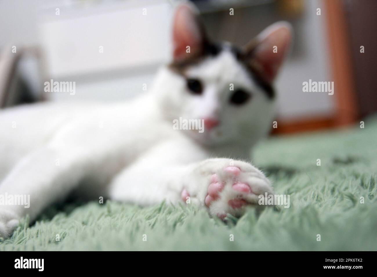 La vita quotidiana di Cat a casa Foto Stock