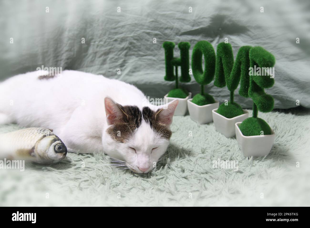 La vita quotidiana di Cat a casa Foto Stock