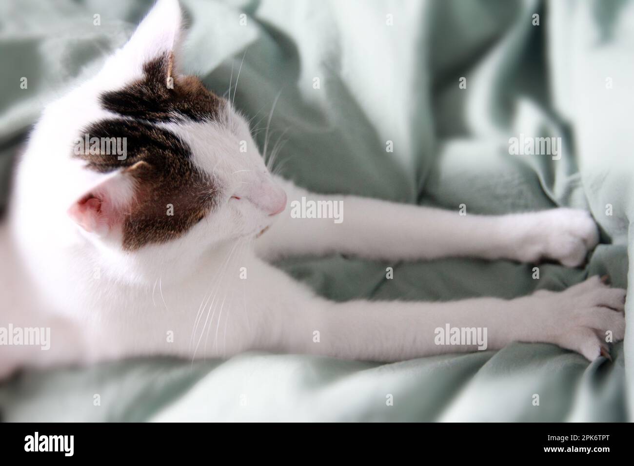 La vita quotidiana di Cat a casa Foto Stock