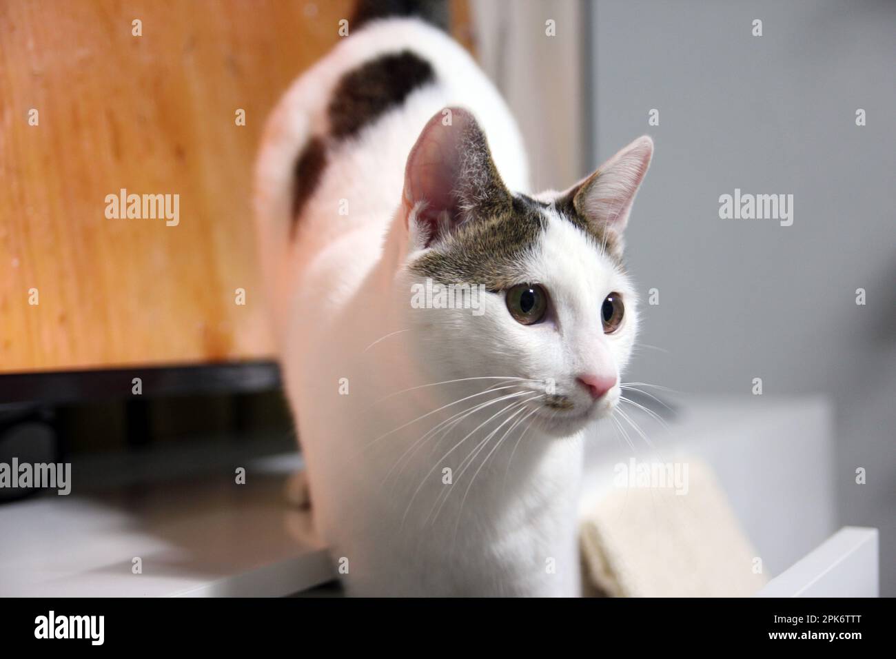 La vita quotidiana di Cat a casa Foto Stock