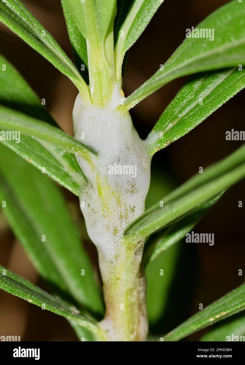 Ninfe Spittlebug bifoderate (Prosapia bicincta) racchiuse in schiuma di linfa per la protezione della sicurezza e la nutrizione della vegetazione primaverile. Foto Stock