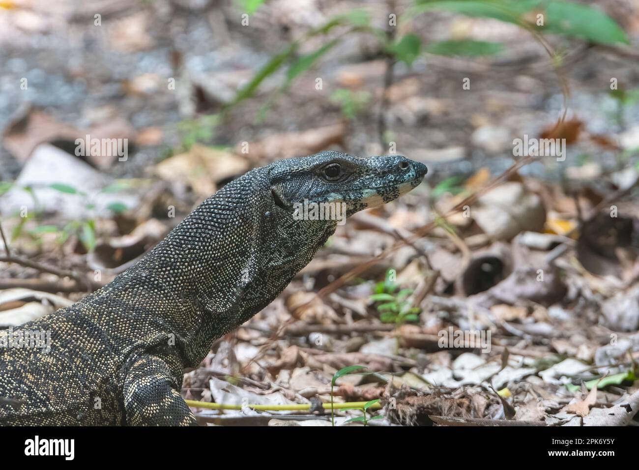 Lace Goanna o Lace Monitor (Varanus varius) sul pavimento della foresta pluviale, Cape Tribulation, far North Queensland, QLD, Australia Foto Stock