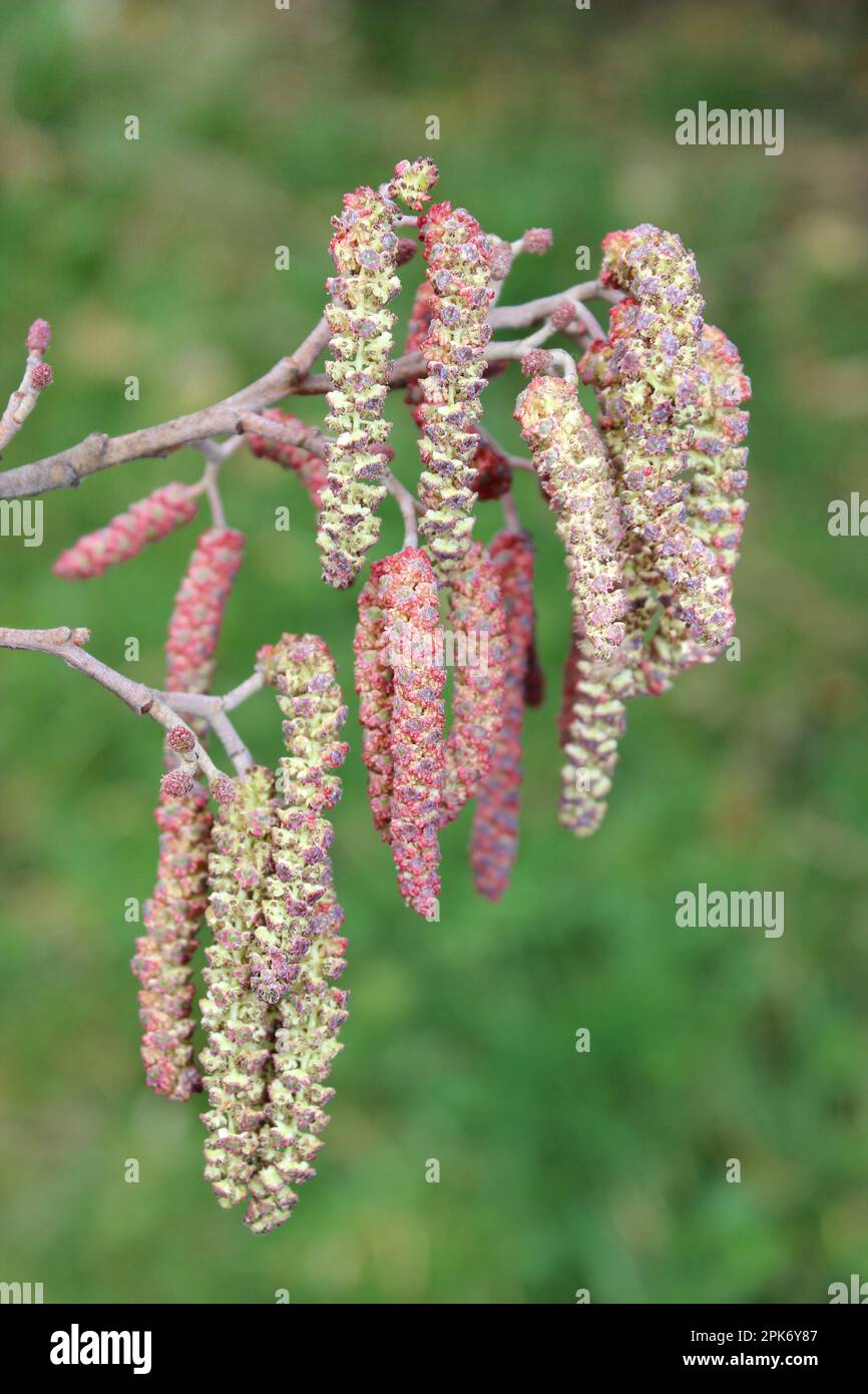 Maschio comune Hazel Corylus avellana catkins, Wigan flash, Greater Manchester, UK Foto Stock
