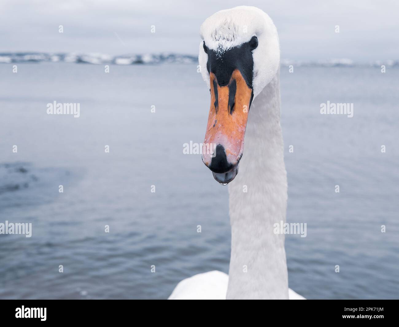 Un cigno arrabbiato sorge nelle acque ghiacciate della Svezia, un orgoglioso membro della famiglia di anatre, oche e cigno. Foto Stock