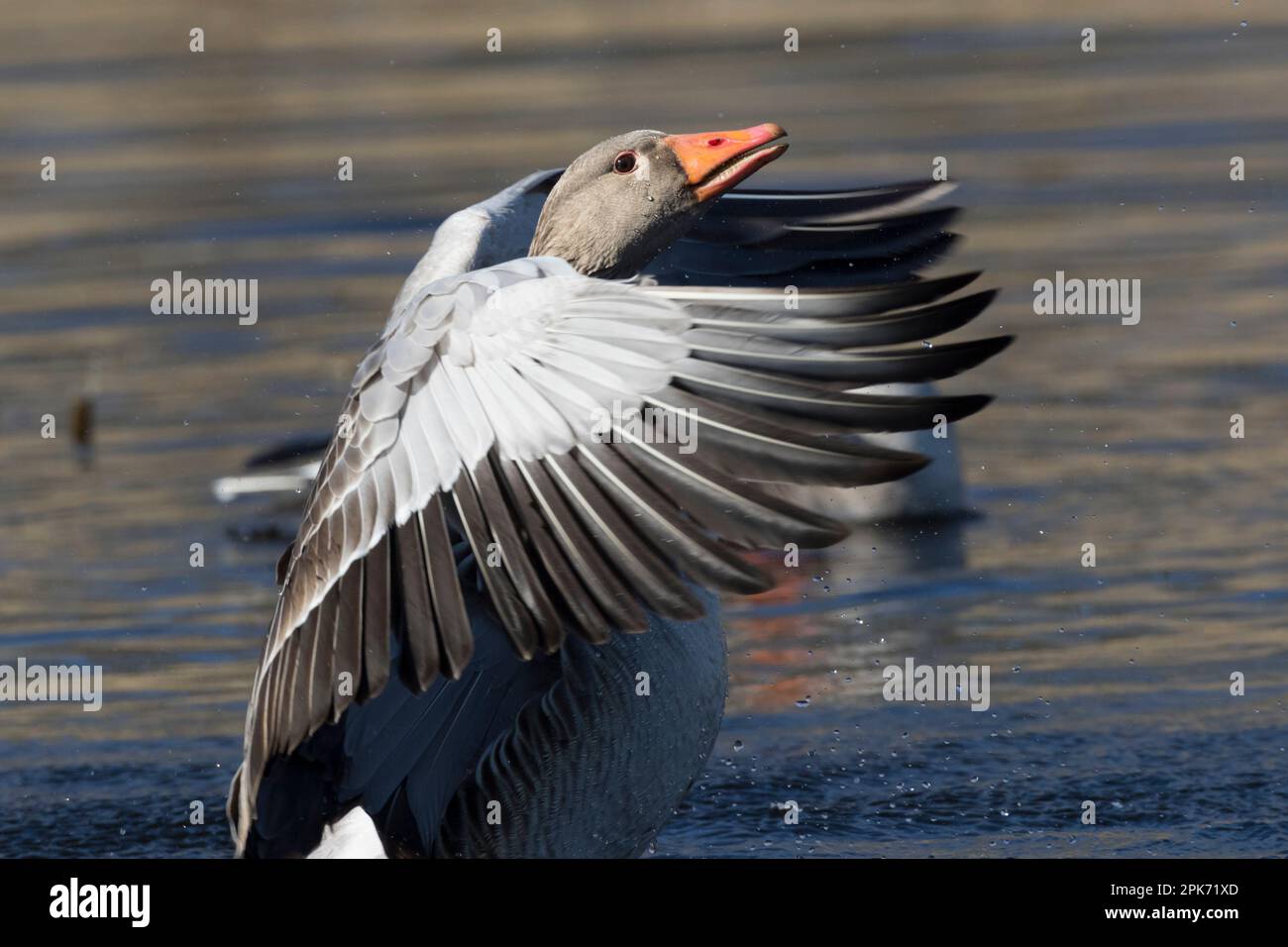 Oche di Greaylag sulle zone umide di RSPB Lakenheath nel Suffolk in Inghilterra Foto Stock
