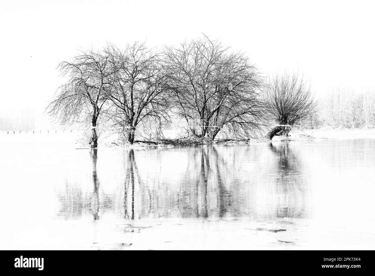 Al basso Reno... Gruppo di alberi (Isola Bislicher vicino Xanten) con riflessione in alluvione invernale Foto Stock