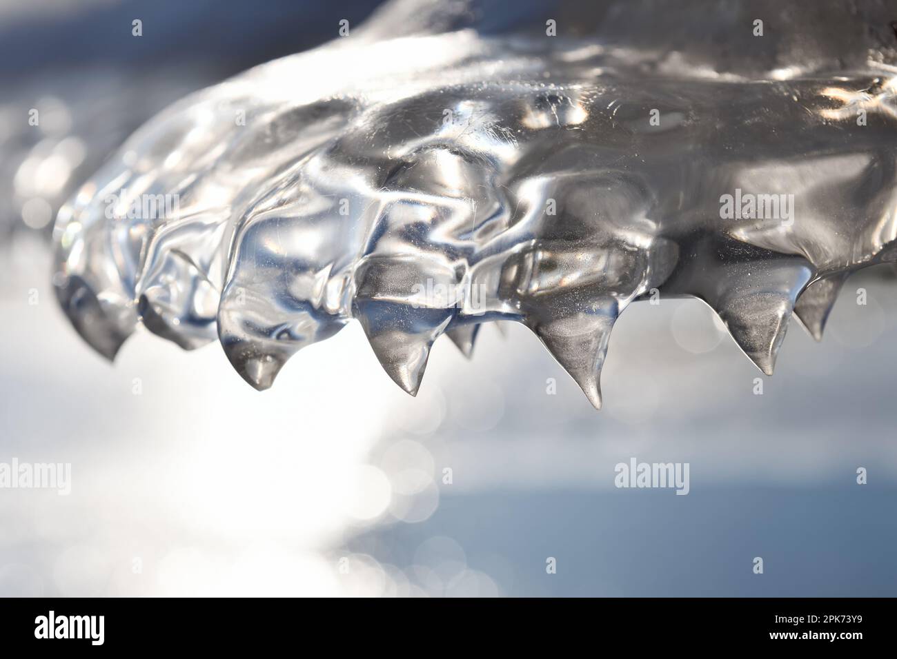 la zampa dell'orso... Formazioni di ghiaccio (alluvione invernale 2020/2021) formate da vento e tempo su un palo di recinzione dopo alluvione in recedimento Foto Stock