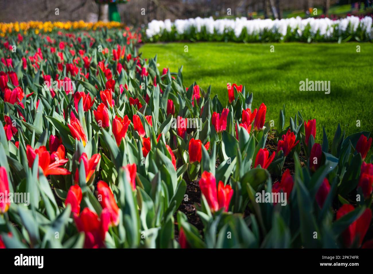 Un'immagine vibrante e colorata di un campo di tulipani rossi in piena fioritura di fronte a un lussureggiante albero verde Foto Stock