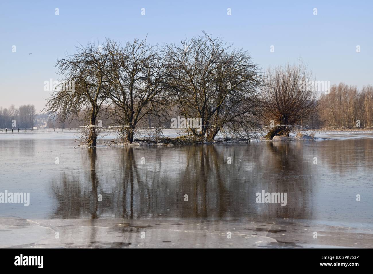 Al basso Reno... Gruppo di alberi (Isola Bislicher vicino Xanten) con riflessione in alluvione invernale Foto Stock