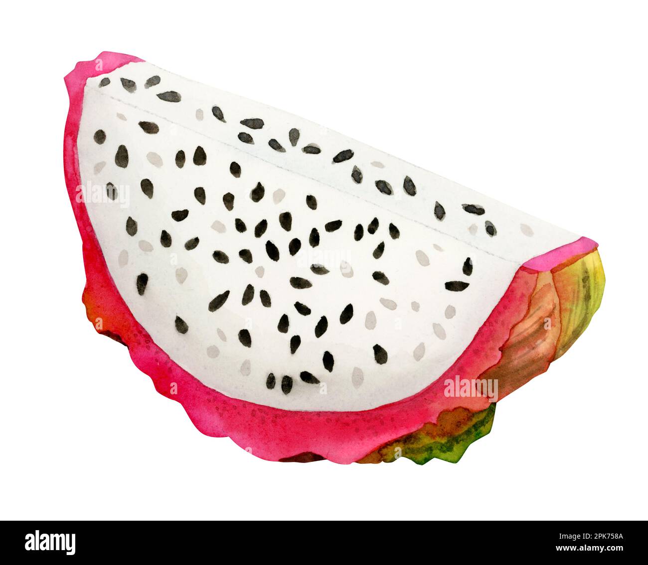 Acquerello rosa brillante drago frutta fetta illustrazione botanica. Pitaya cibo tropicale. Clipart vegetariana, superfood isolato su sfondo bianco Foto Stock