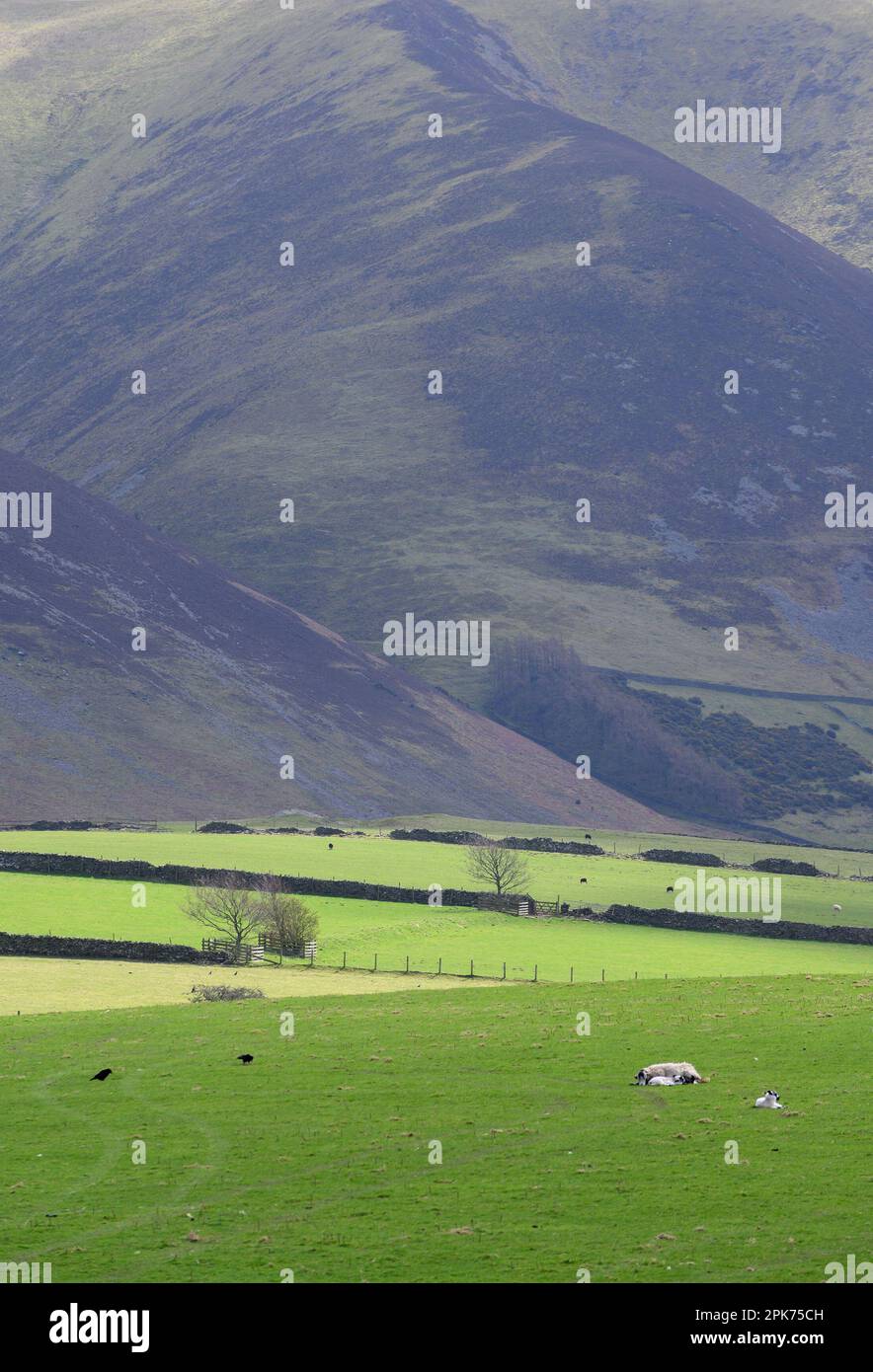 Tipico paesaggio del Lake District Northern Lake District vicino a Bassenthwaite, Cumbria, Regno Unito Foto Stock