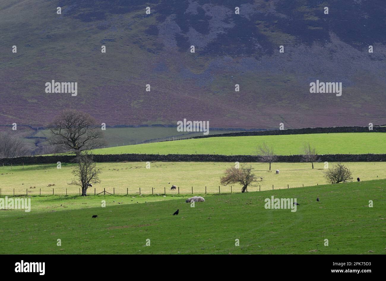 Tipico paesaggio del Lake District Northern Lake District vicino a Bassenthwaite, Cumbria, Regno Unito Foto Stock