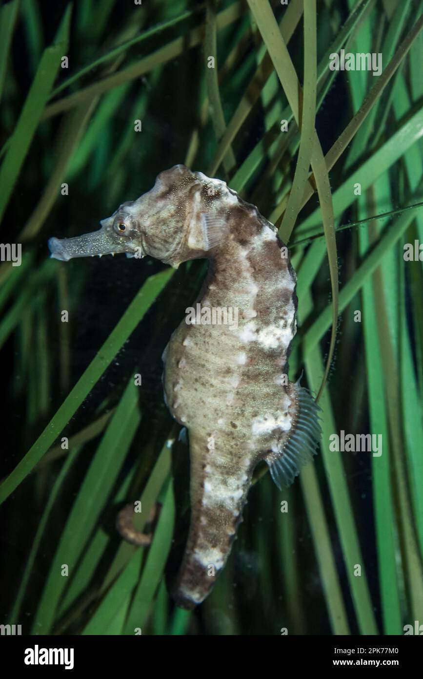 Un cavallo di mare in cattività, buono per identificazione, Acquario a Virginia Beach, Virginia, USA Foto Stock
