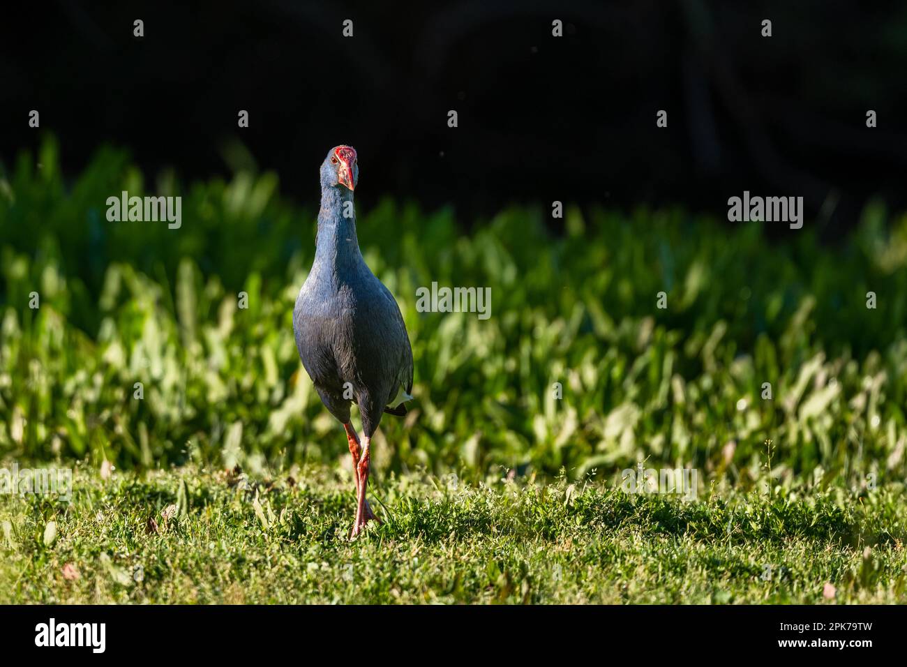 Swamphen occidentale, Swamphen viola, Porphyrio porphyrio, lago di El Rocio, Donana NP, Spagna. Foto Stock