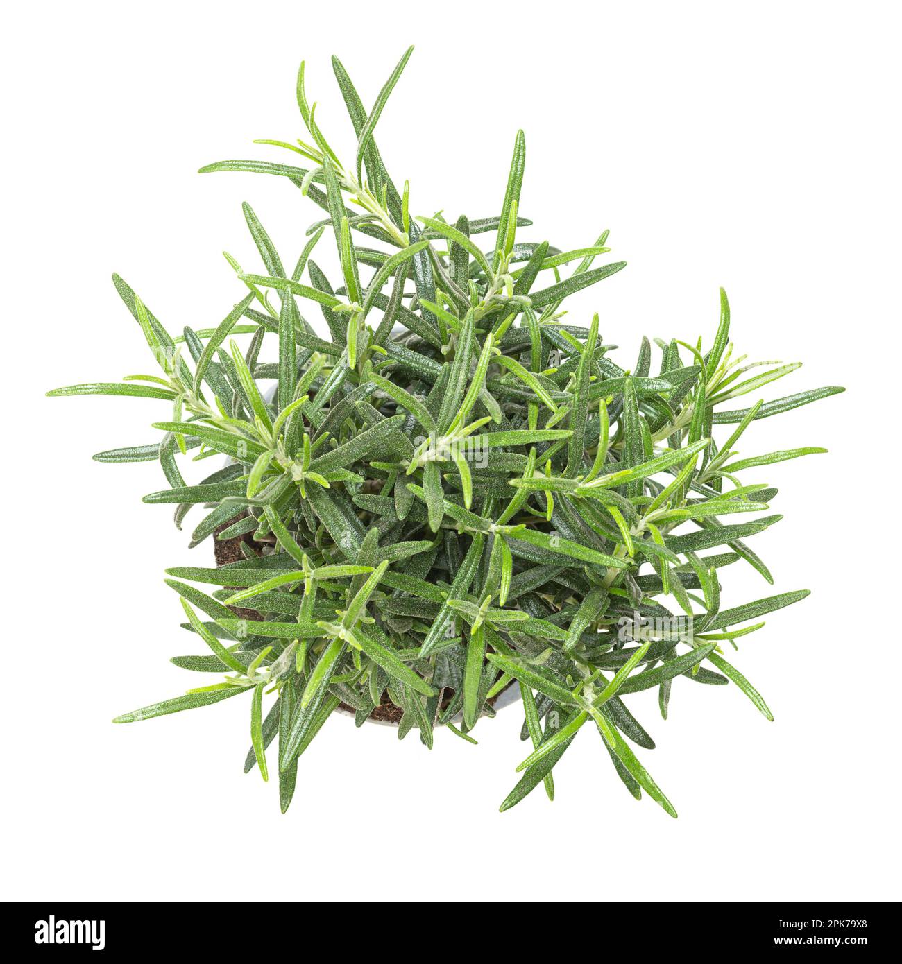 Rosmarino, pianta giovane in vaso di plastica grigia. Salvia rosmarinus, arbusto aromatico e sempreverde con fragranti foglie verdi aghiformi. Foto Stock