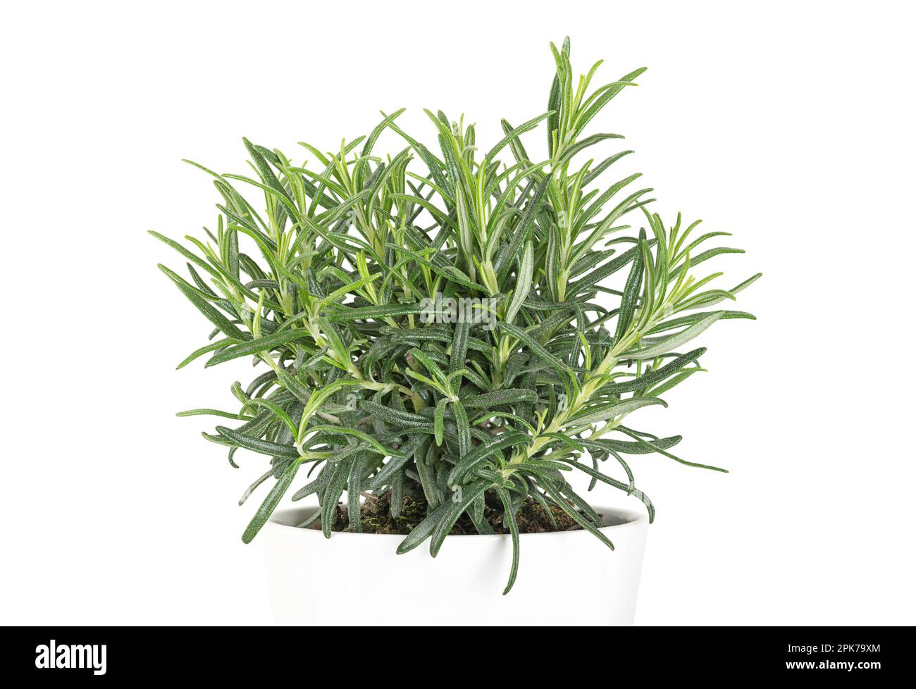 Rosmarino, pianta giovane in una pentola bianca. Salvia rosmarinus, un arbusto aromatico sempreverde con fragranti foglie verdi aghiformi. Foto Stock
