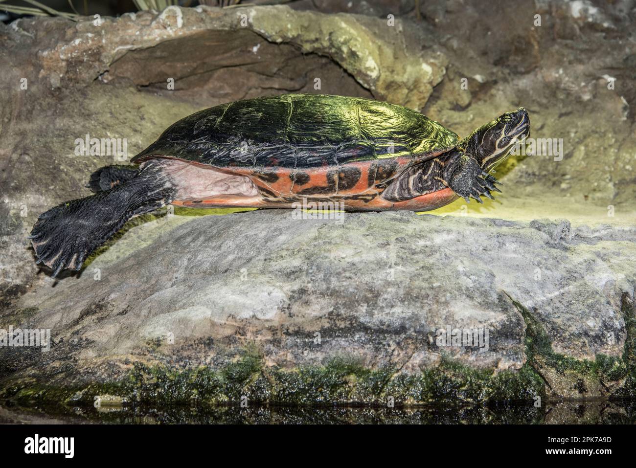 Una tartaruga dipinta in cattività all'Acquario di Virginia Beach, Virginia, USA Foto Stock
