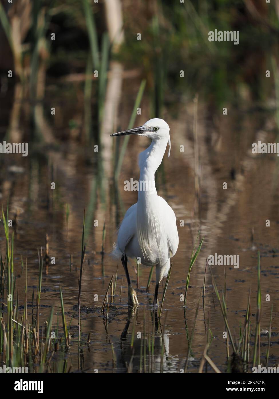 Nutrire le piccole grane sono molto territoriali e mostreranno aggressione a tutti gli altri della sua specie che entrano nel suo territorio percepito. Foto Stock