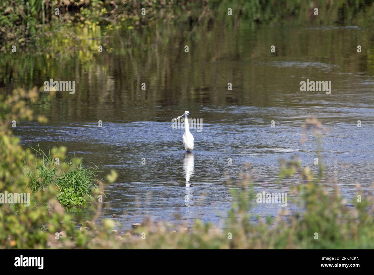 Piccola gretta (Egretta garzetta) in mezzo ad un fiume con piante che crescono intorno e si riflettono nell'acqua Foto Stock