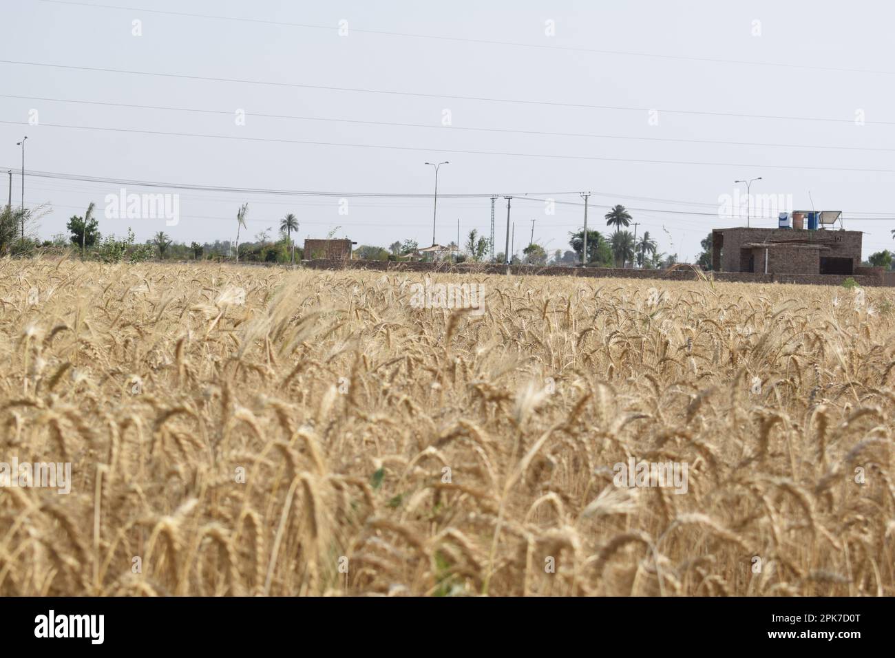 Vista ravvicinata su spighe di grano, semi, foglie, ecc. Foto Stock