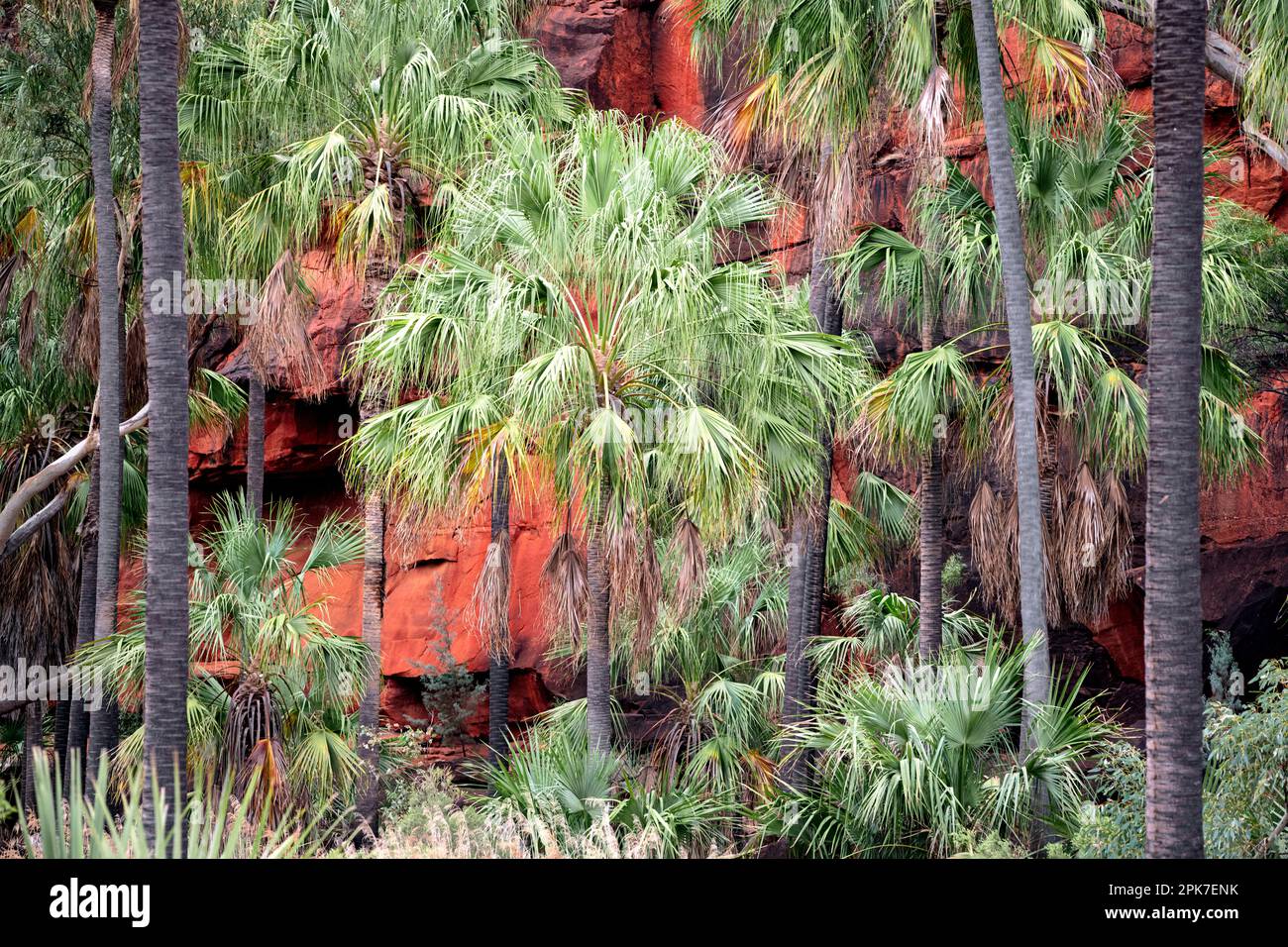 Palm Valley è un luogo unico con il suo palmo di cavolo che sopravvive nel deserto. Foto Stock